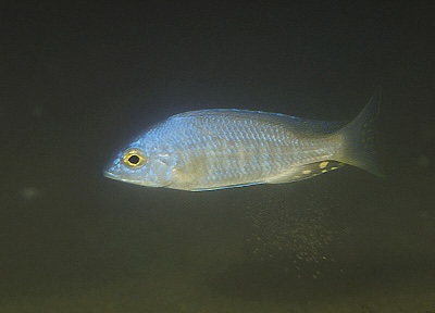 Placidochromis sp. 'electra type' Nkhomo Reef